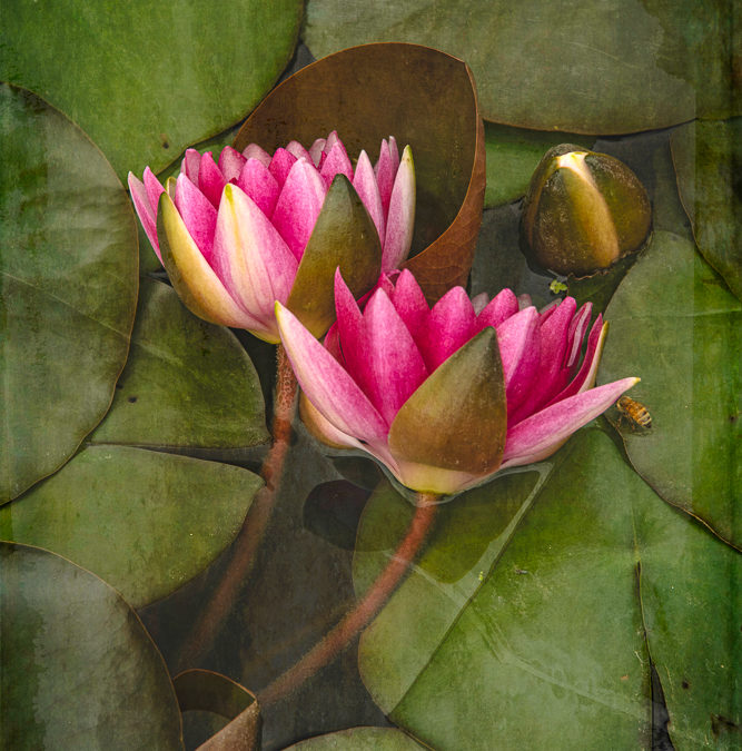 Pink Water Lilies