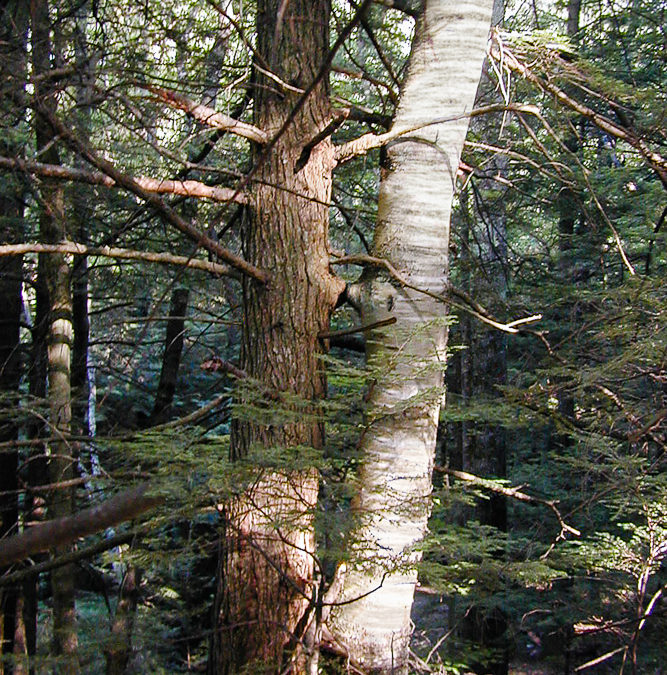 Balsam and Birch | A Love Story