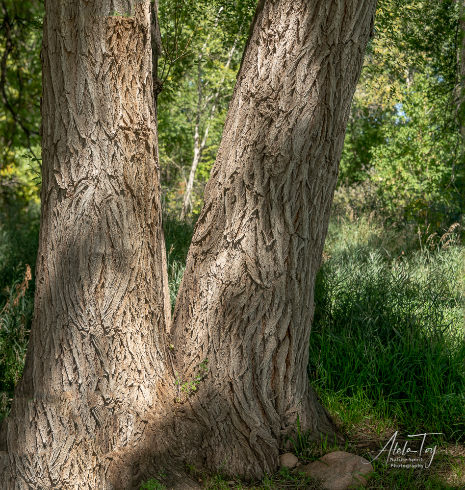 Nature Spirits in Cottonwood Tree