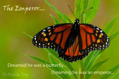 Emperor and Butterfly