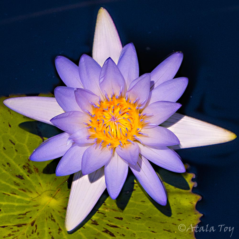 blue lotus card by nature spirit photographer atala toy