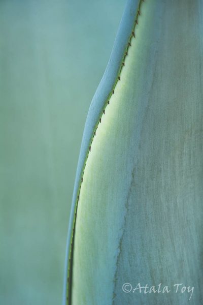 Agave Plant