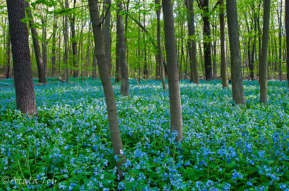 Bluebells In The Forest By Atala Toy Nature Photographer Bluebells In The Forest By Atala Toy Nature Photographer