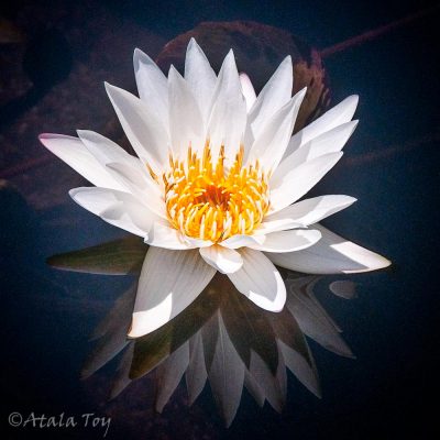 White Lotus Reflections