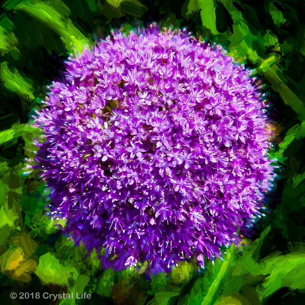 Giant Allium – Card