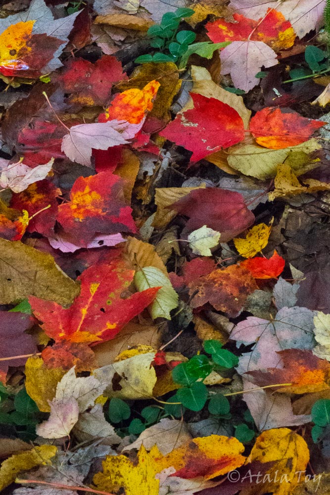 Forest Floor In Autumn By Atala Toy Nature Spirit Photographer