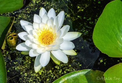 white lotus in pond