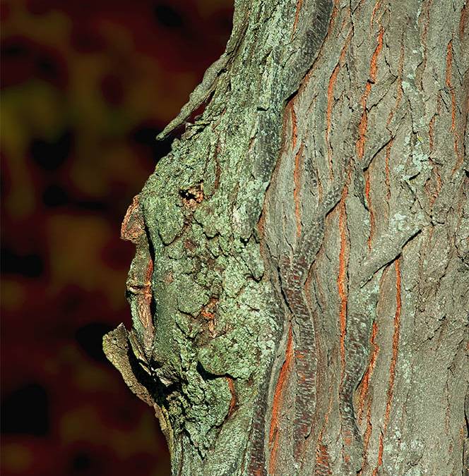 About The Greenman