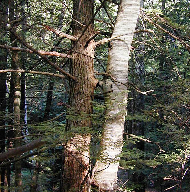 Balsam and the Birch: What Happened Next
