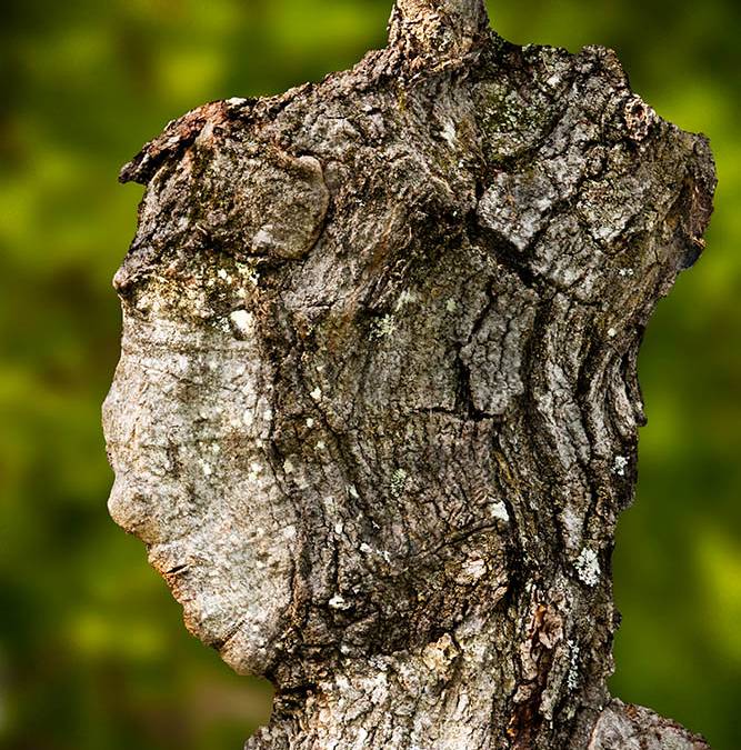 Tree Spirit Imagery | August 26 – September 1 | Sales Of The Week