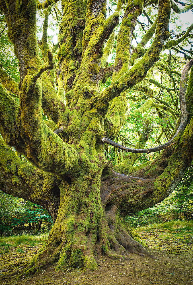 Grandmother Dressed in Moss