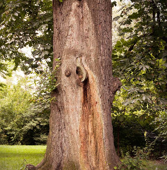Healing Trees