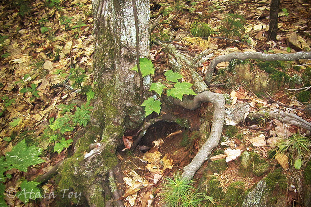Faery Realms | Atala Toy, Nature Spirit Photography