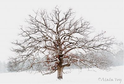 White Oak in Winter Storm