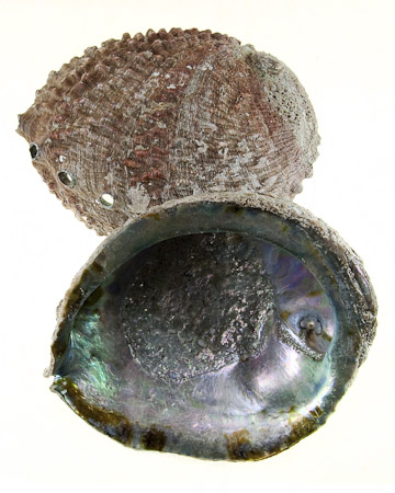 Abalone Shell