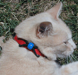 soft energy animal bead
