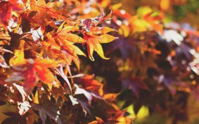 Feng Shui and the Season of Fall
