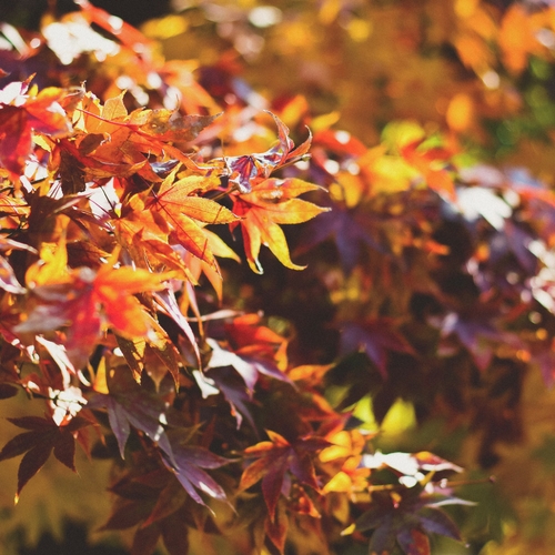 Feng Shui and the Season of Fall