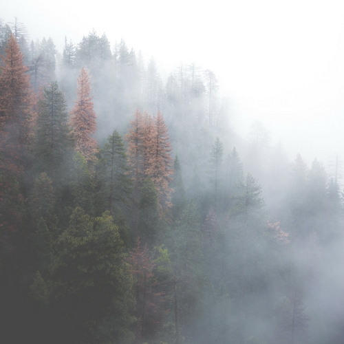 Through The Veil
