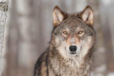 4 Crystals for Wolf Totem