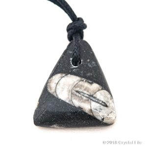 Orthocerous Pendant on Cord