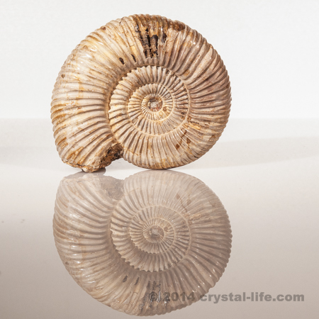 Ammonite