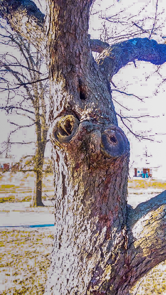 Owl Facing Grade School - Onna Donovan