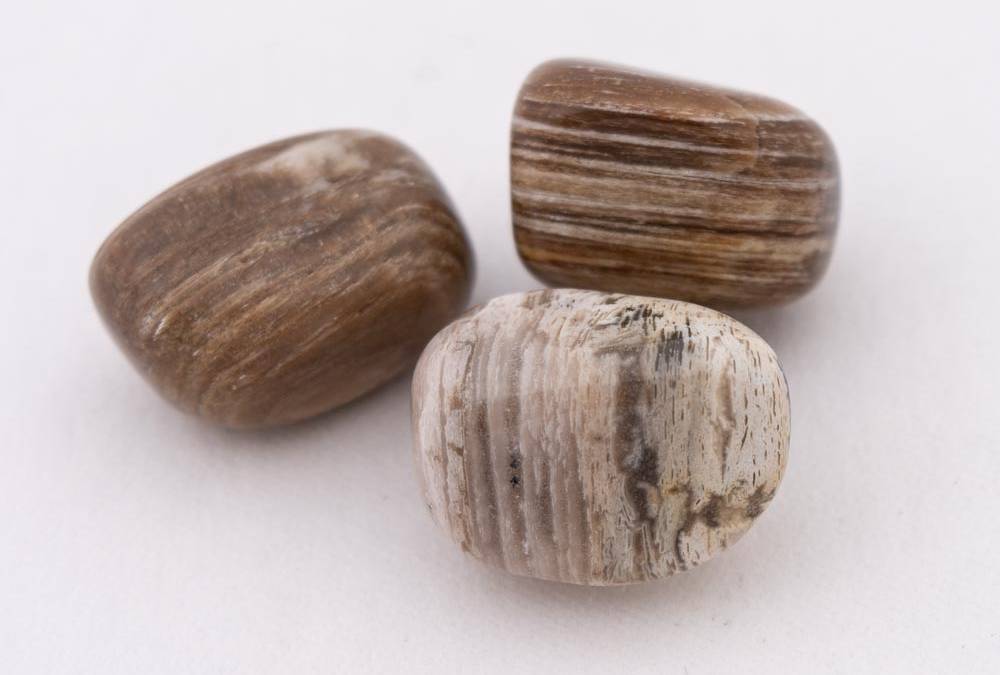 Petrified Wood