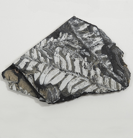 Fossil Fern | St. Clair, PA