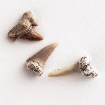 shark tooth medium