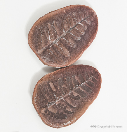 Fossil Fern | Mazon Creek, IL