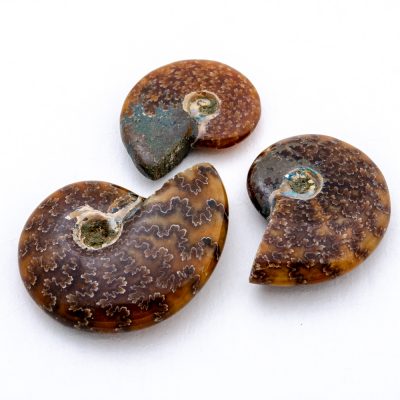 Ammonite Whole Sutured | Small