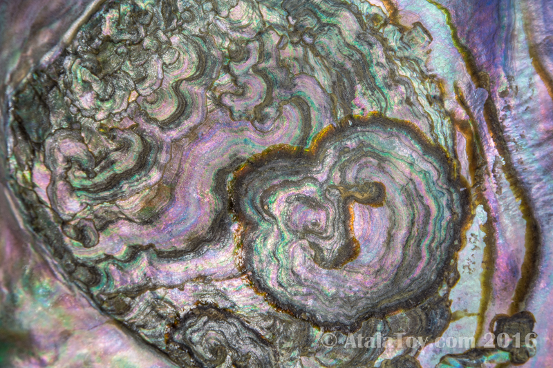 Abalone Spirit | Atala Toy