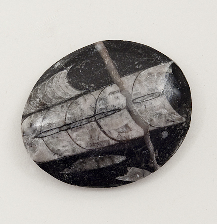 Orthocerous