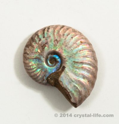 Iridescent Ammonite