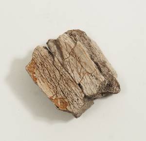 mammoth bone