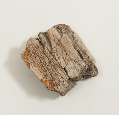 mammoth bone