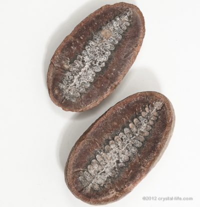 Mazon Creek Fossil Fern - med