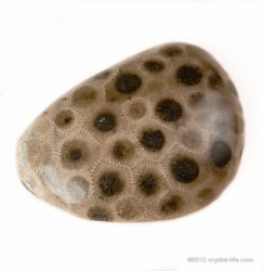 Petoskey Stone