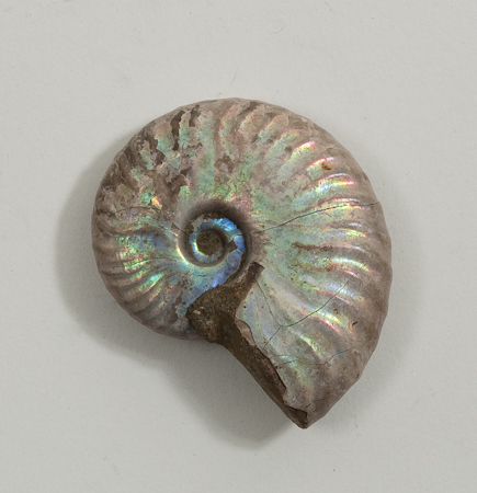 Crystal ammonite sales craft store