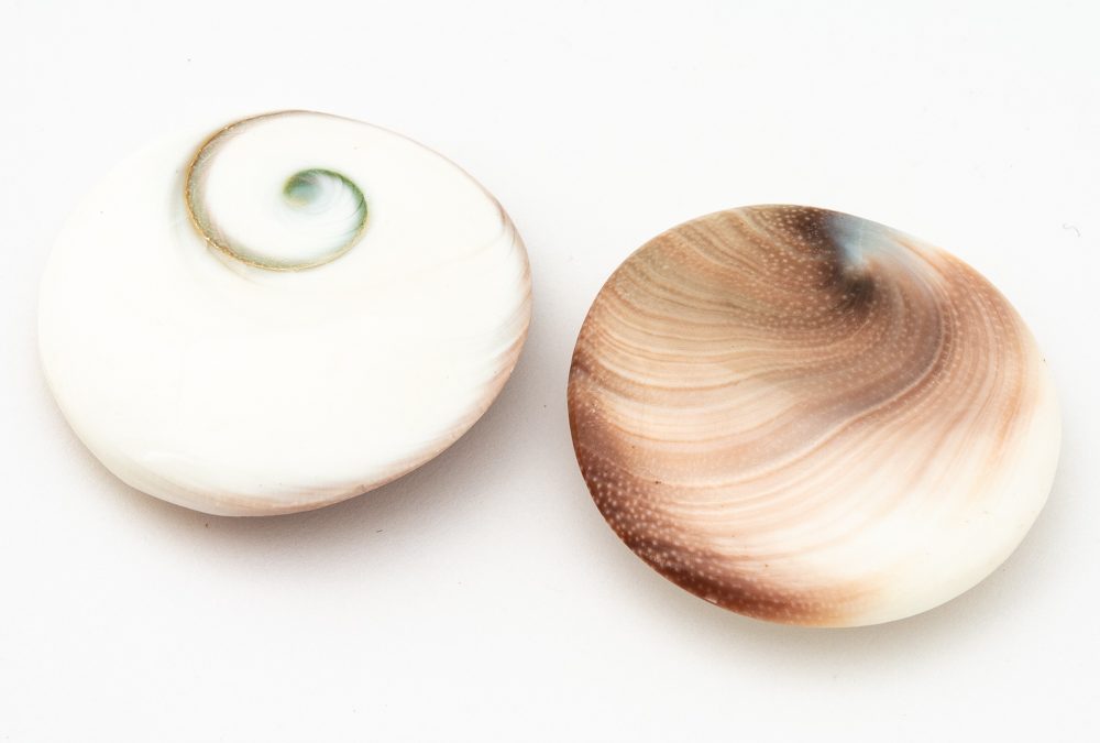 Shiva Shell