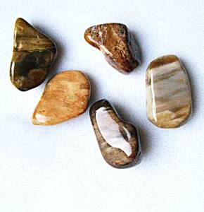petrified wood