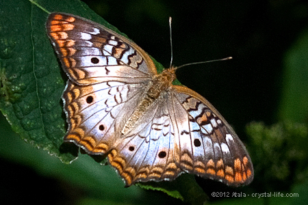 4 Crystals for Butterfly Totem