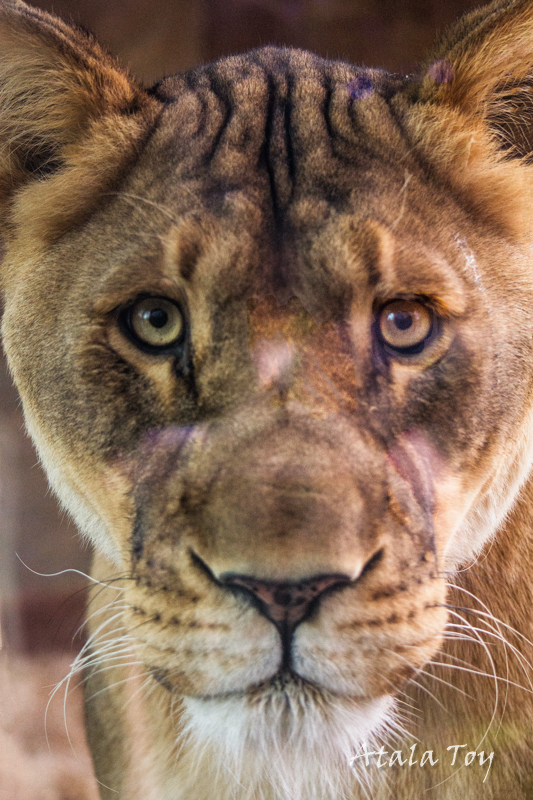 3 Crystals for Lion Totem Animal Spirit Crystal Life Technology, Inc.