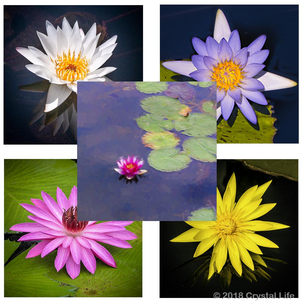 lotus card set crystal life technology inc