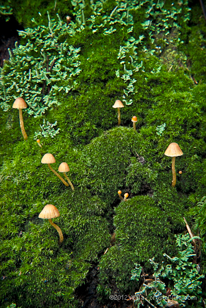 Fairy Village