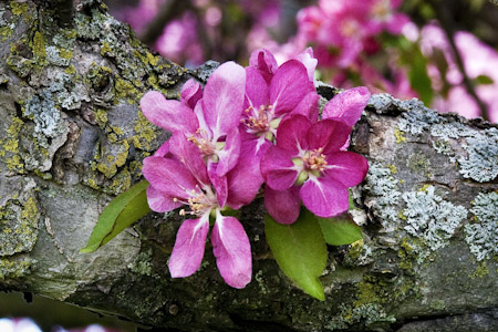 The Feng Shui of Spring Cleaning