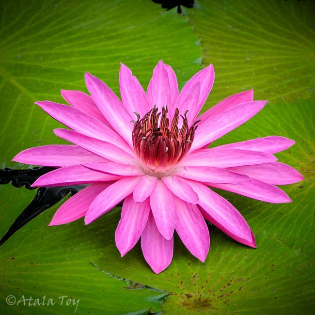 Pink Lotus Dream