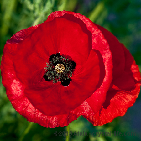 Memorial Day: an Interdimensional Perspective