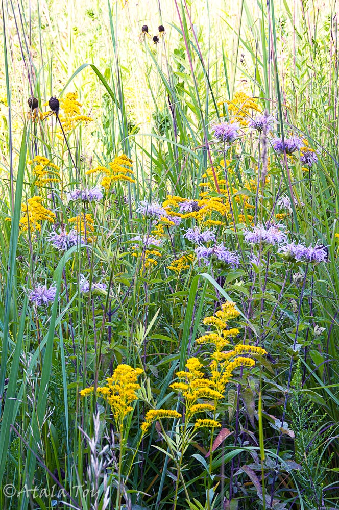 Prairie Flower Prairie Flower